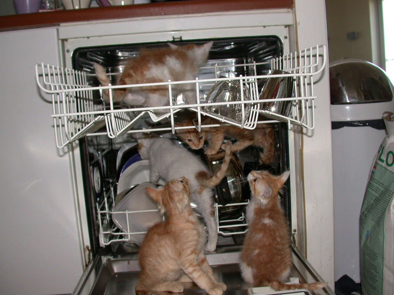 Catterie VoordeTover
