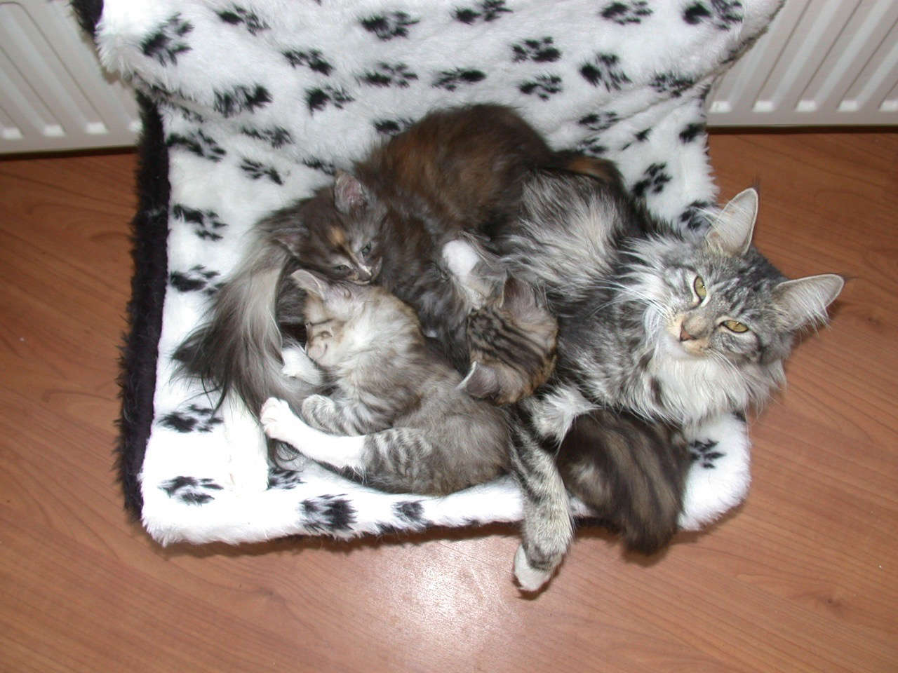 Catterie VoordeTover