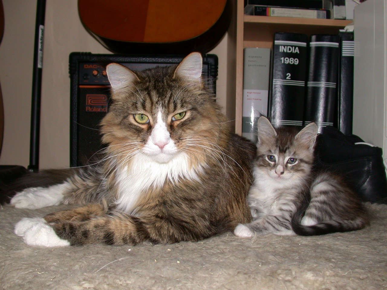 Catterie VoordeTover