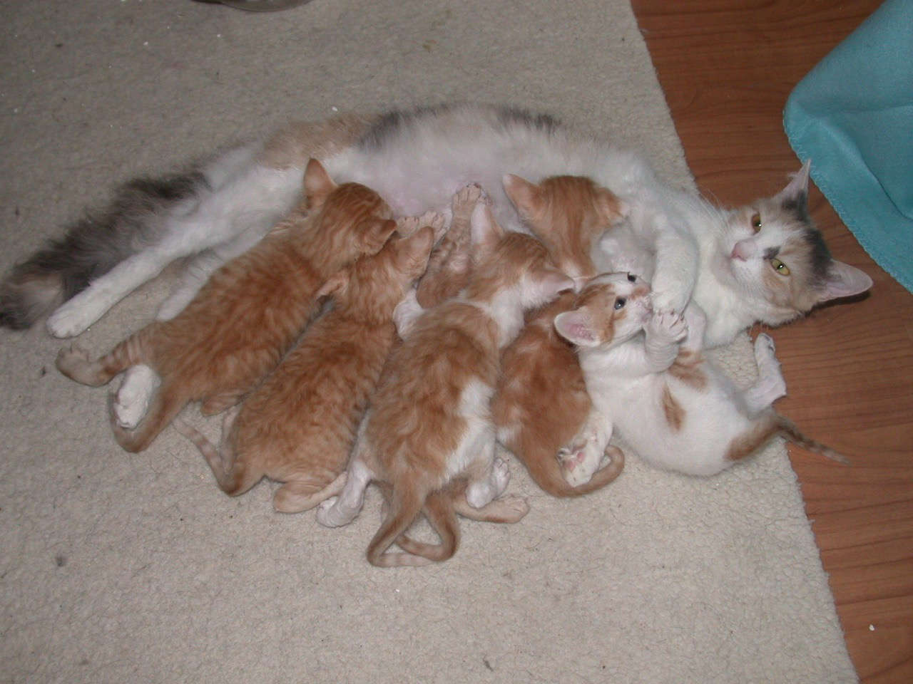 Catterie VoordeTover