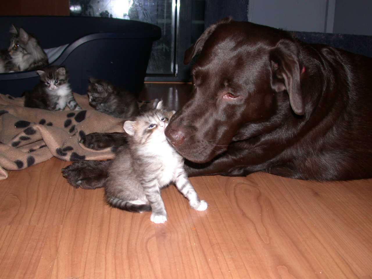 Catterie VoordeTover