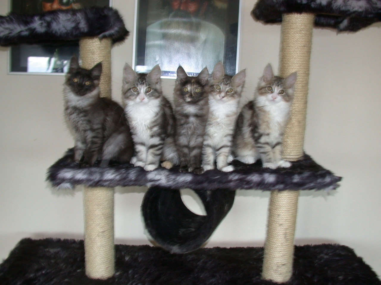 Catterie VoordeTover
