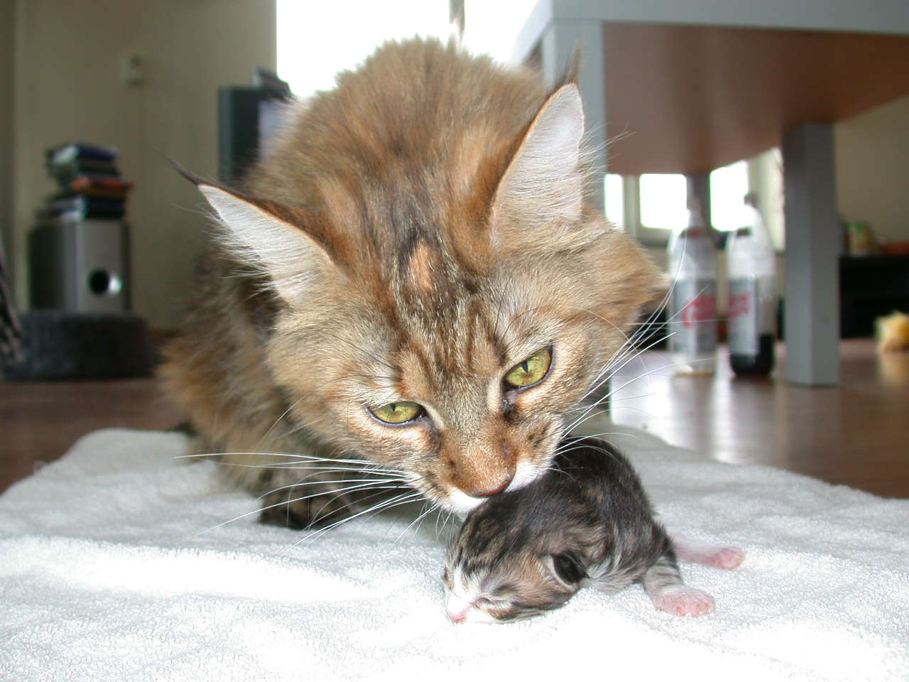 Catterie VoordeTover