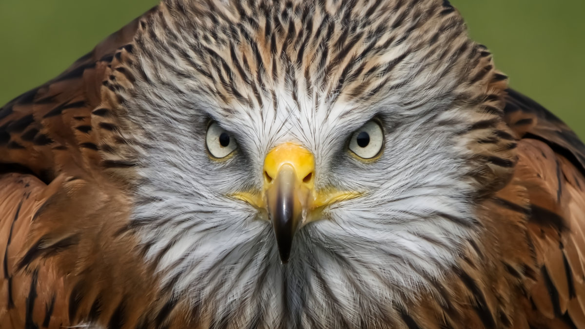 Roofvogels Fotografie